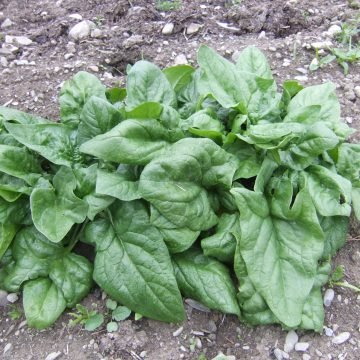 steadfast hardy spinach seeds