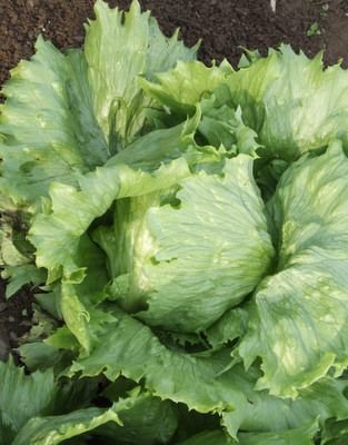 Iceberg Lettuce