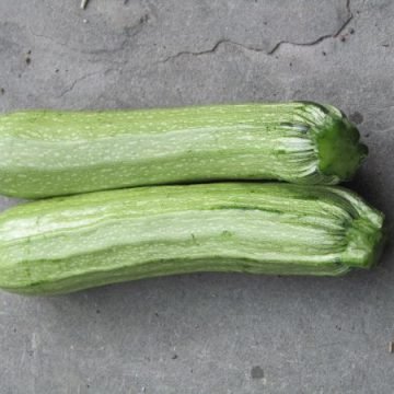 verde Chiaro D'Italia