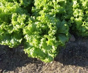 Waldmans Loose Leaf Lettuce