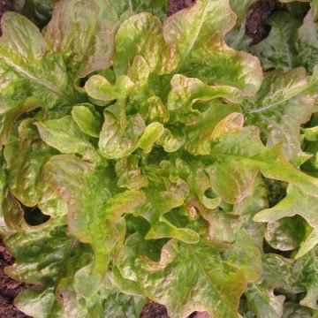 bronze oak leaf lettuce