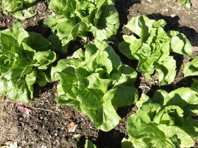 anuenue batavian lettuce seeds