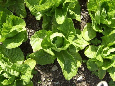 Kalura Romaine Lettuce Seeds