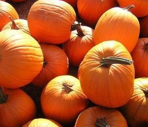 youngs beauty pumpkin seeds