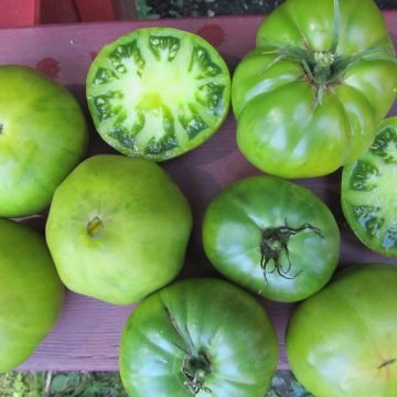 German Green Tomato Seeds