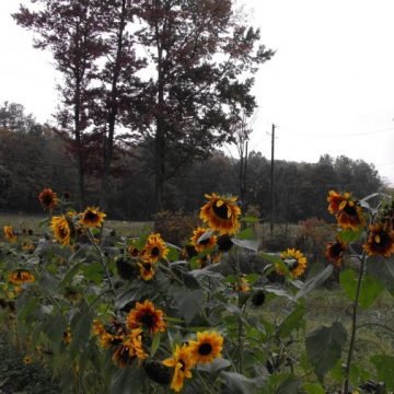 Abendsonne Sunflower Seeds