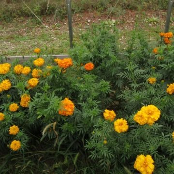 African Marigold Flower Seeds