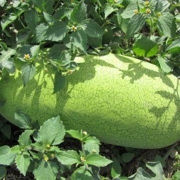 ali baba watermelon