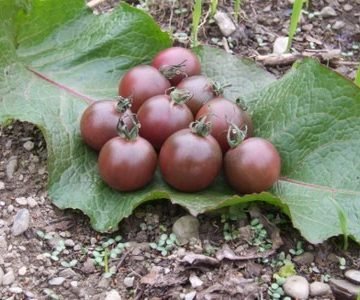 BLACK CHERRY Tomato Seeds