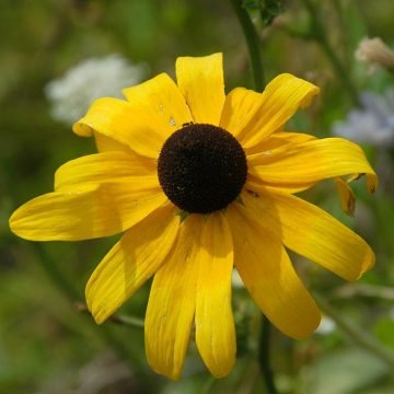 Rudbeckia Black eyed susan seeds