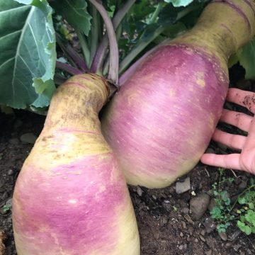Eastham Turnips