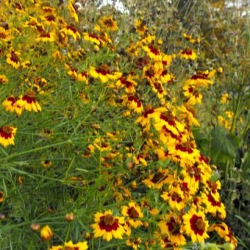 Calliopsis Flower Seeds