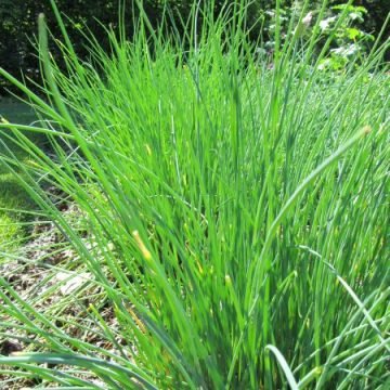 Biodynamic Chive Seeds