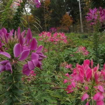Cleome Spider Flower Seeds