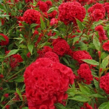 Scarlet Cockscomb Flower Seeds