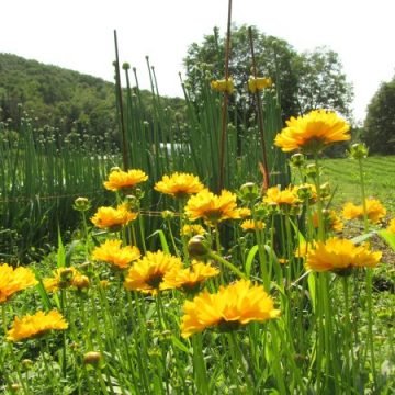 Coreopsis Flower Seeds