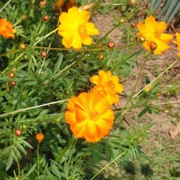 Orange Cosmos Flower Seeds