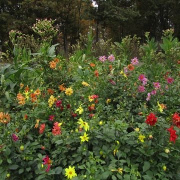 Dahlia flower seed mix