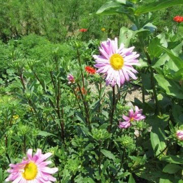 Dianes pink aster seeds