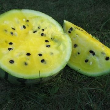 Early Moonbeam Watermelon Seeds