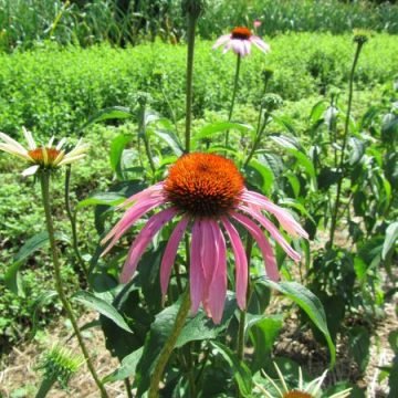 Heirloom Purpurea Echinacea Seeds