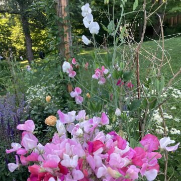 Edelwicke Sweet Pea Flower Seeds 495