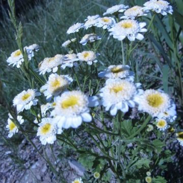 Feverfew Herb Seeds