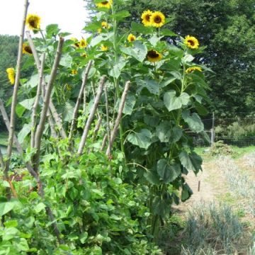 Giganteus Sunflower Seeds