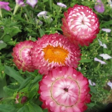 Helichrysum Strawflower Seeds