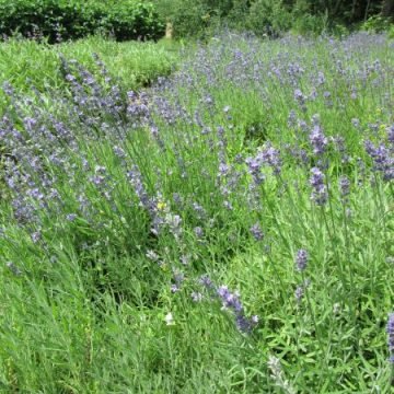 Biodynamic Lavender Seeds