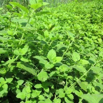 Lemon Balm Herb Seeds