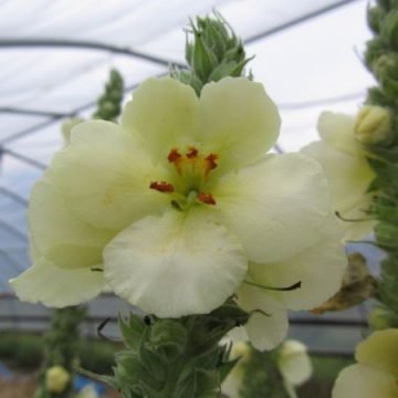 French Mullein Herb Seeds