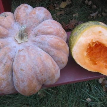 fairytale pumpkin seeds Musque De Provence