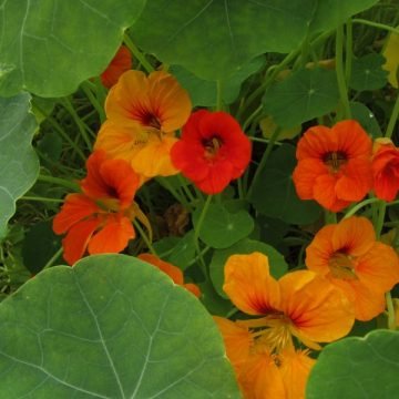 Nasturtium Flower Seeds