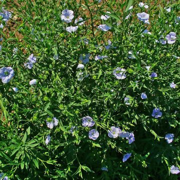 Omega Blue Flax Seeds