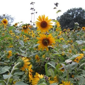 Peredovik Sunflower Seeds