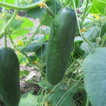 Persian Cucumber Seeds