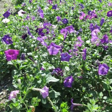 Perseverance Petunia Flower Seeds