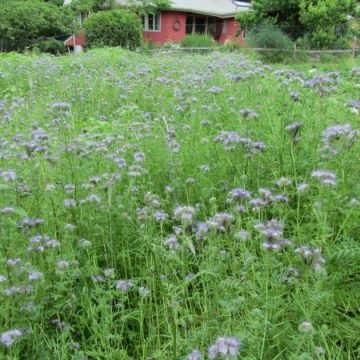 Phacelia Bee Plant Seeds