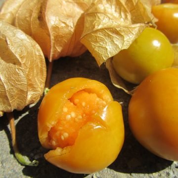 schoenbrunn gold physalis seeds