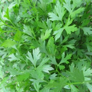 giant italian plain leaf seeds