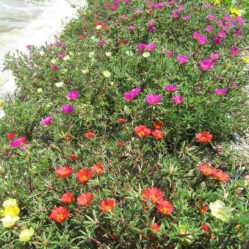 Portulaca Flower Seed Mix