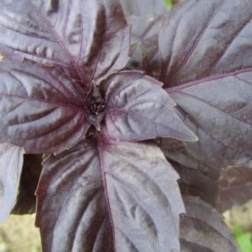 Red Leaf Basil Seeds
