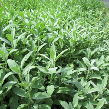 Sage Perennial Herb Seeds