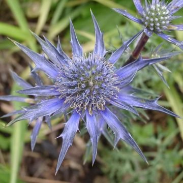 Sea Holly