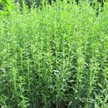 Summer Savory Herb Seeds