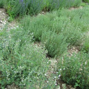 Thyme Herb Seeds