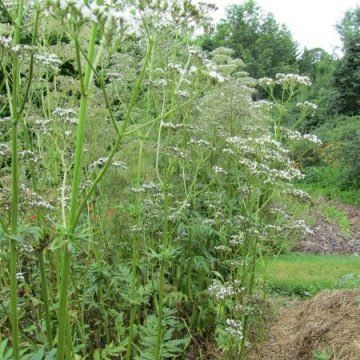 Valerian Preparation Herb Seeds