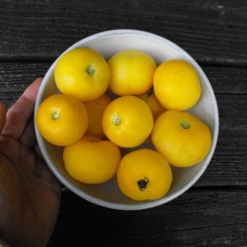 WAPSIPINICON peach tomato seeds