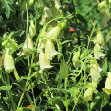 Yellow foxglove flower seeds